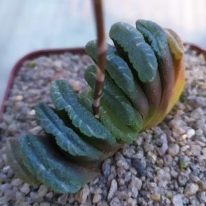 Haworthia truncata MG