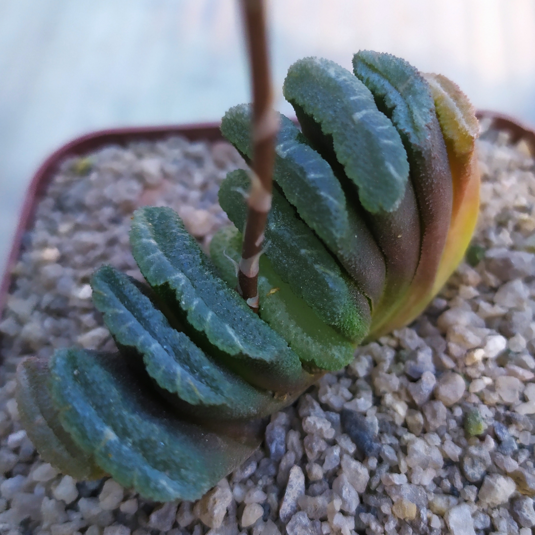 Haworthia truncata MG