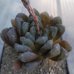 Haworthia hybr. truncata x chivagri