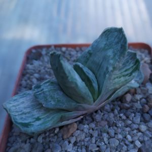 Gasteria disticha f. variegata