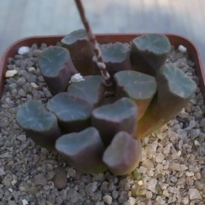 Haworthia maughanii MG 39.08
