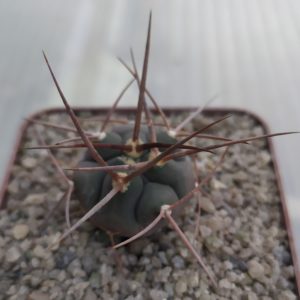 Gymnocalycium cardenasianum subsp. armatum