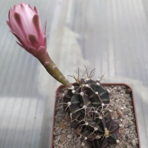 Gymnocalycium friedrichii