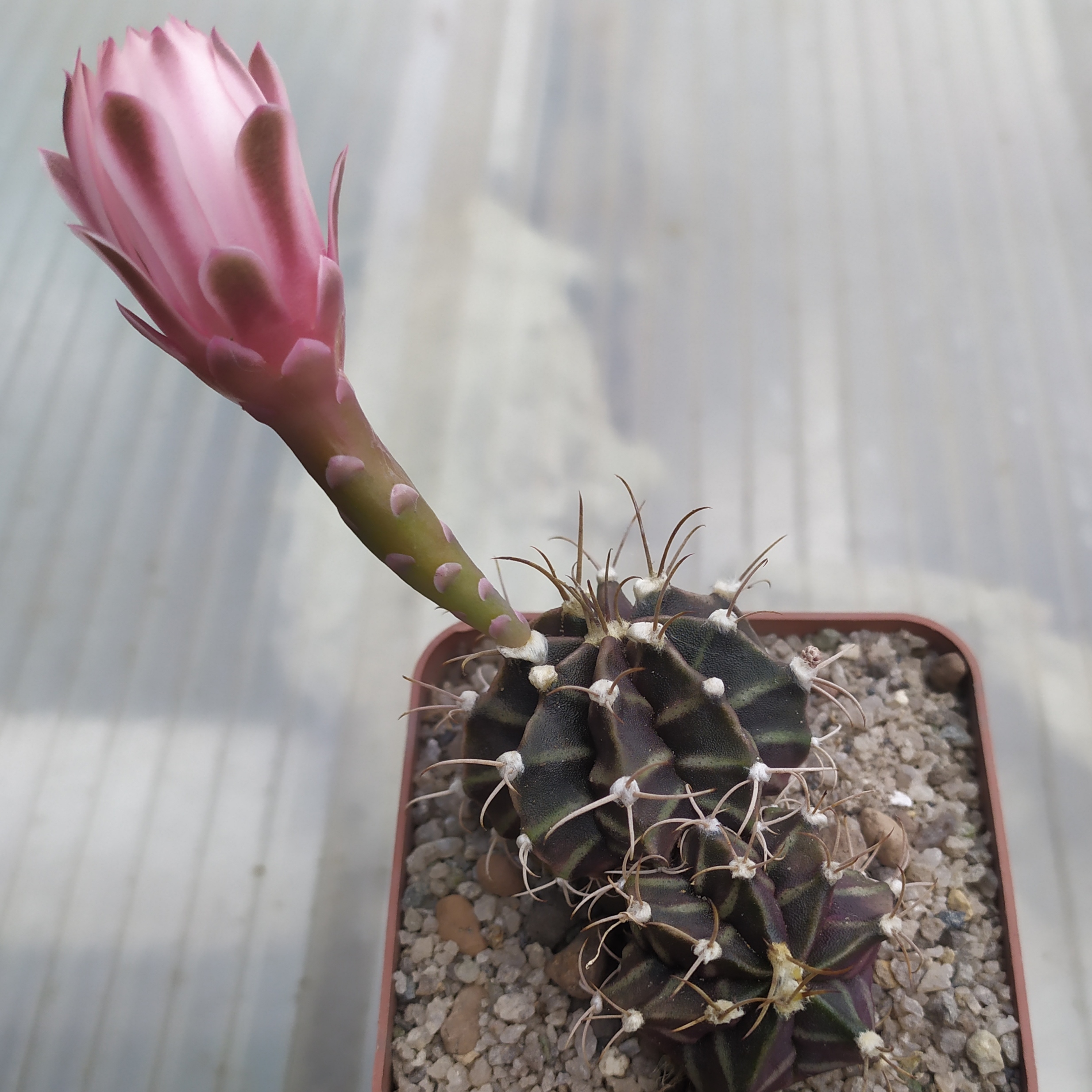 Gymnocalycium friedrichii