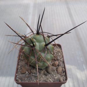 Tephrocactus alexanderi