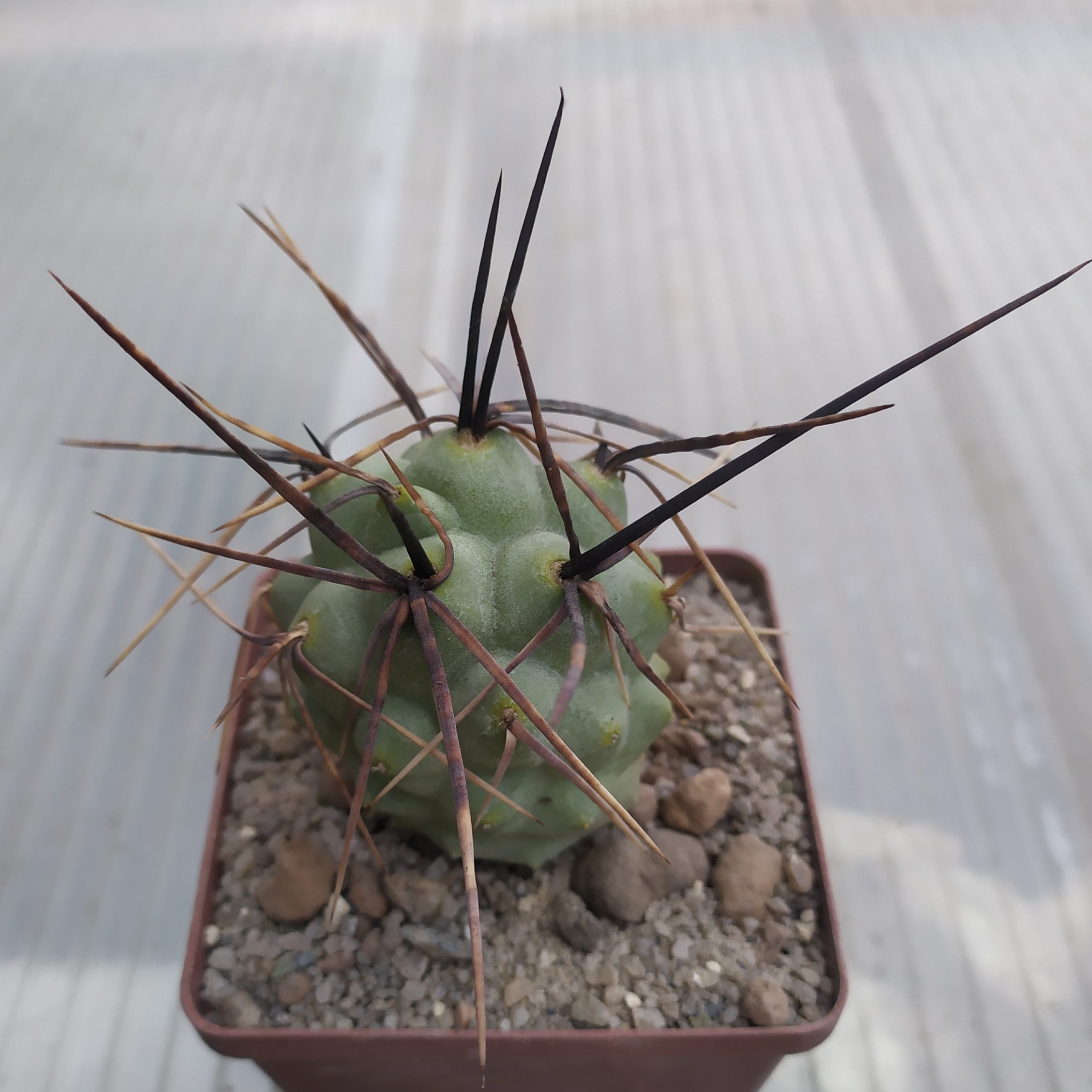 Tephrocactus alexanderi