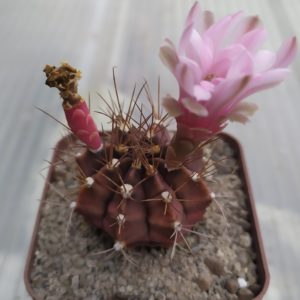 Gymnocalycium mihanovichii hibotan