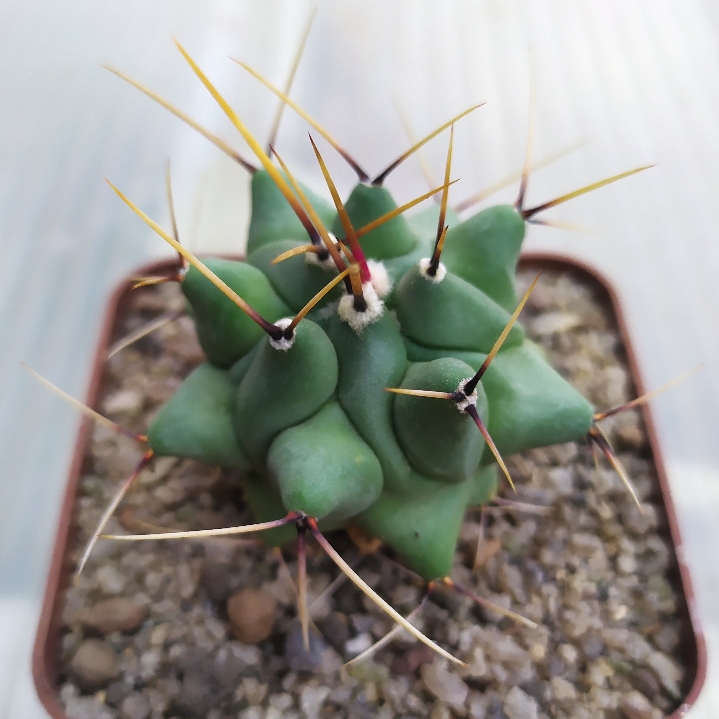 Thelocactus rinconensis