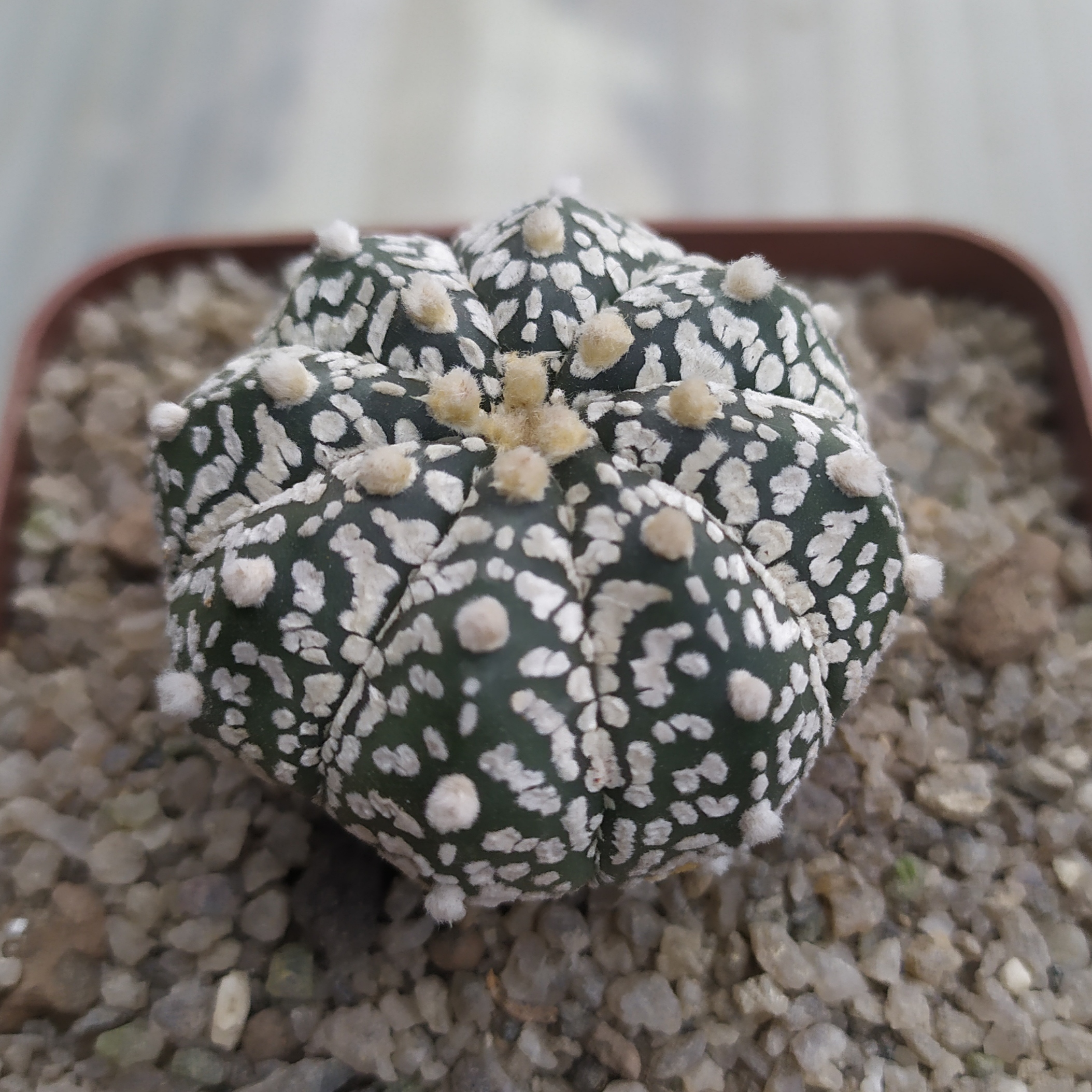 Astrophytum Superkabuto