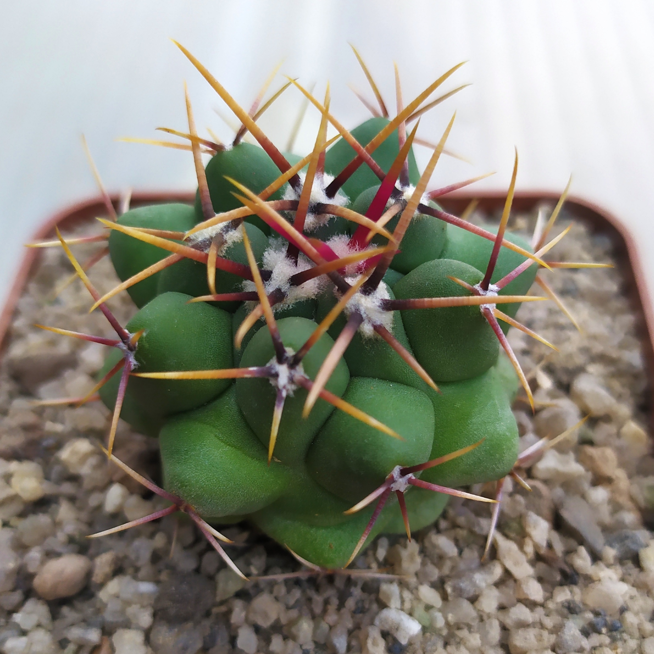 Thelocactus hexaedrophorus