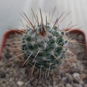 Mammillaria parkinsonii