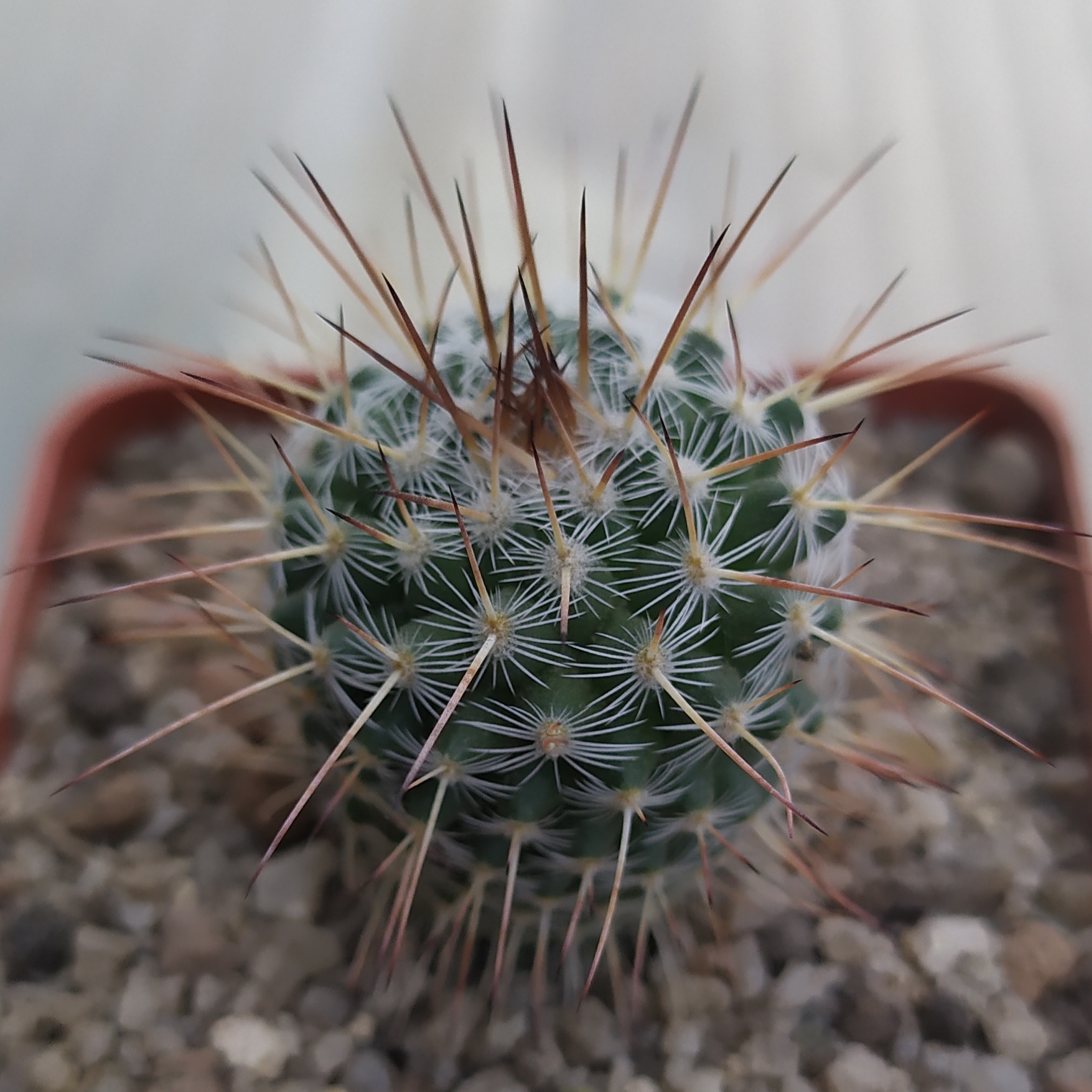 Mammillaria parkinsonii