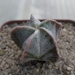 Astrophytum myriostigma