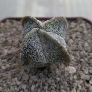 Astrophytum myriostigma quadricostatum