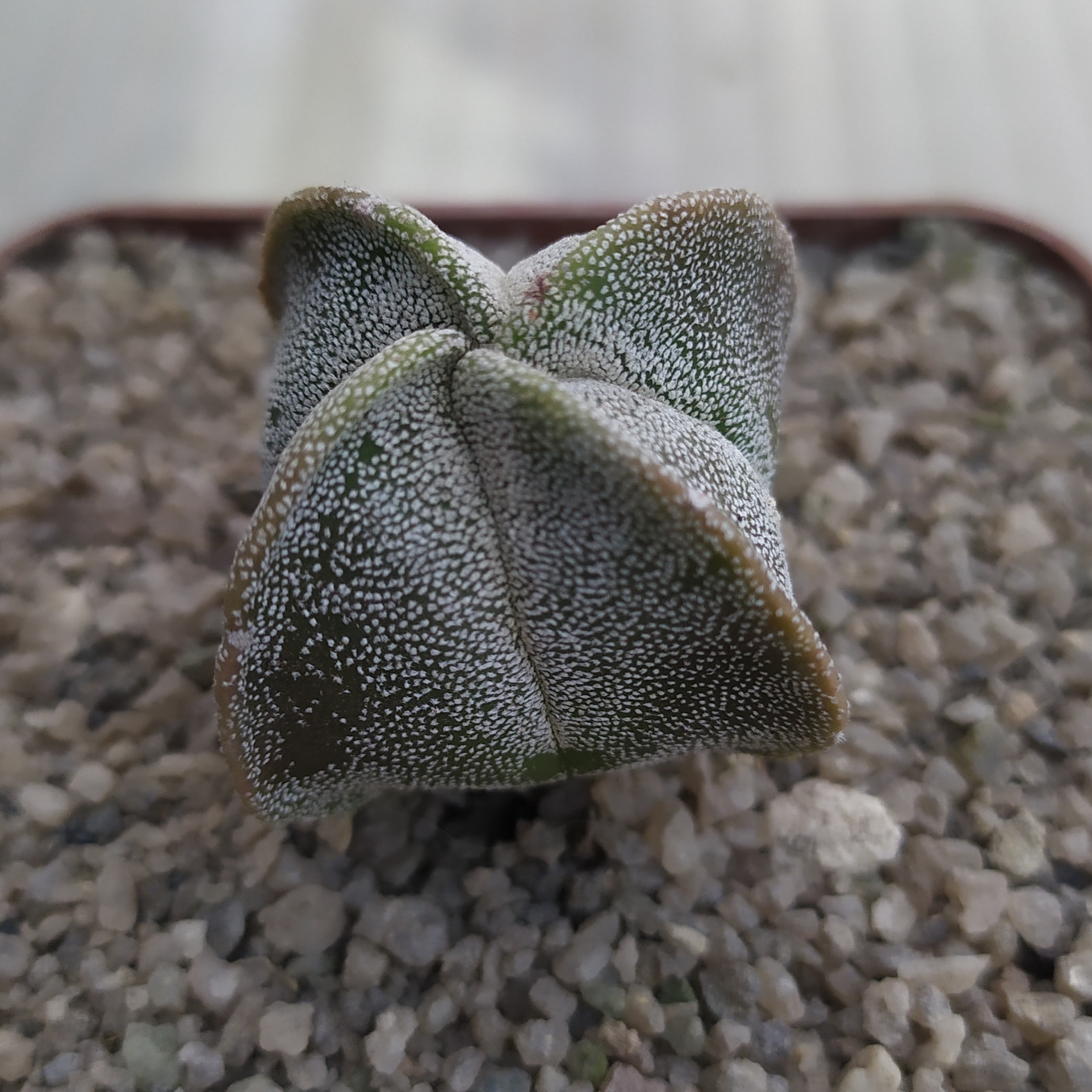 Astrophytum myriostigma quadricostatum