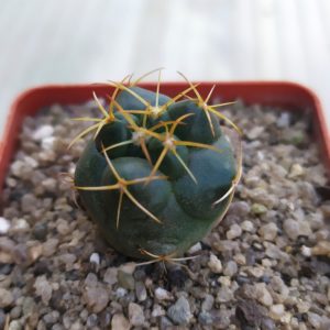 Coryphantha elephantidens