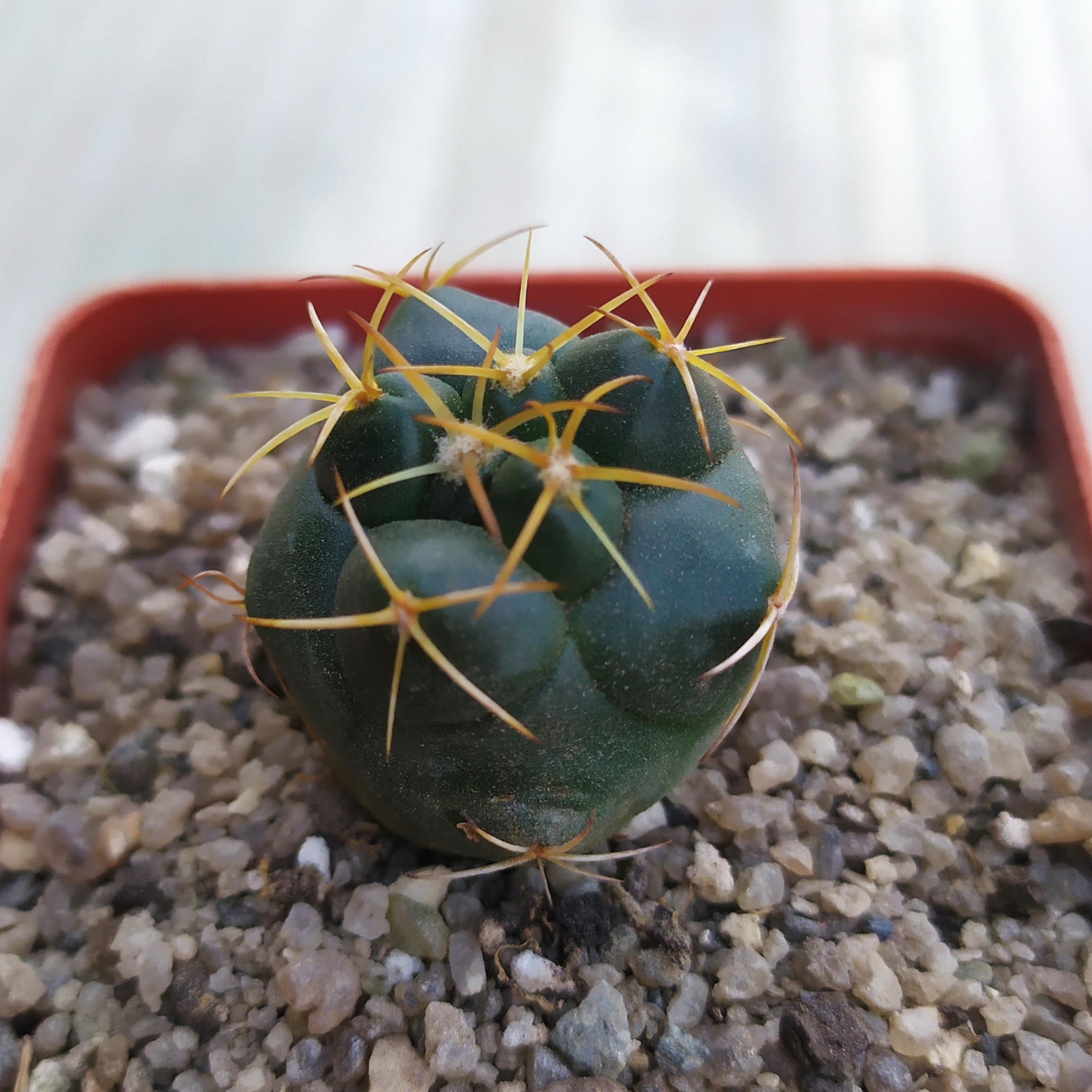 Coryphantha elephantidens