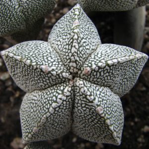 Astrophytum myriostigma  cv. Onzuka