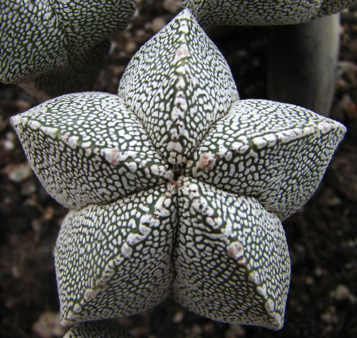 Astrophytum myriostigma  cv. Onzuka