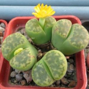 lithops bromfieldii sulphurea 4 голови