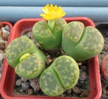 lithops bromfieldii sulphurea 4 голови