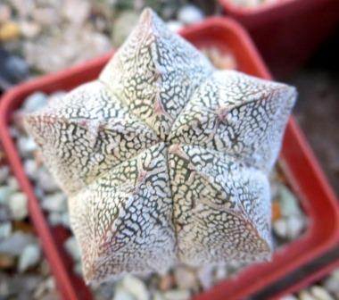 astrophytum onzuka v type