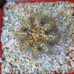 astrophytum super kabuto gold