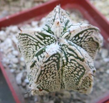 astrophytum onzuka fukuryu