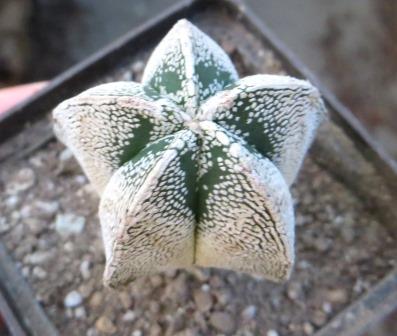 astrophytum onzuka