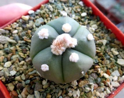 astrophytum 5 ribs