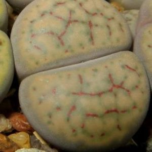 C 247 lithops schwantesii v rugosa