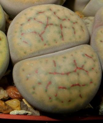 C 247 lithops schwantesii v rugosa