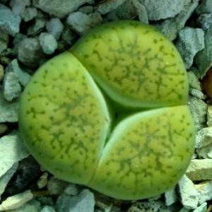 lithops aucampiae jacksons jade