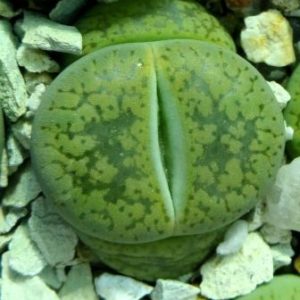 lithops aucampiae jacksons jade
