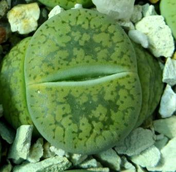 lithops aucampiae jacksons jade
