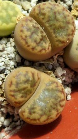 lithops karasmontana eberlanzii erniana C 209