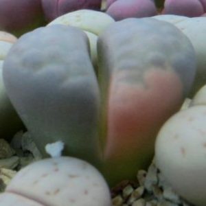 lithops julii variegata
