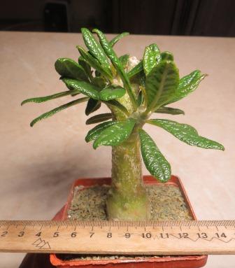 dorstenia gigas