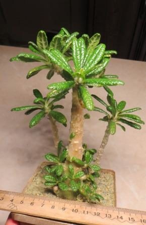 dorstenia gigas