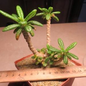 dorstenia gigas