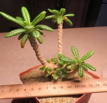 dorstenia gigas