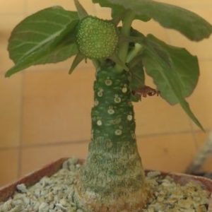 dorstenia foetida