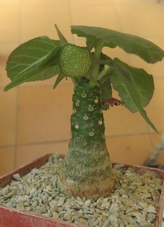 dorstenia foetida