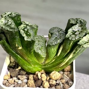 Haworthia truncata cv. Genbu f. variegata