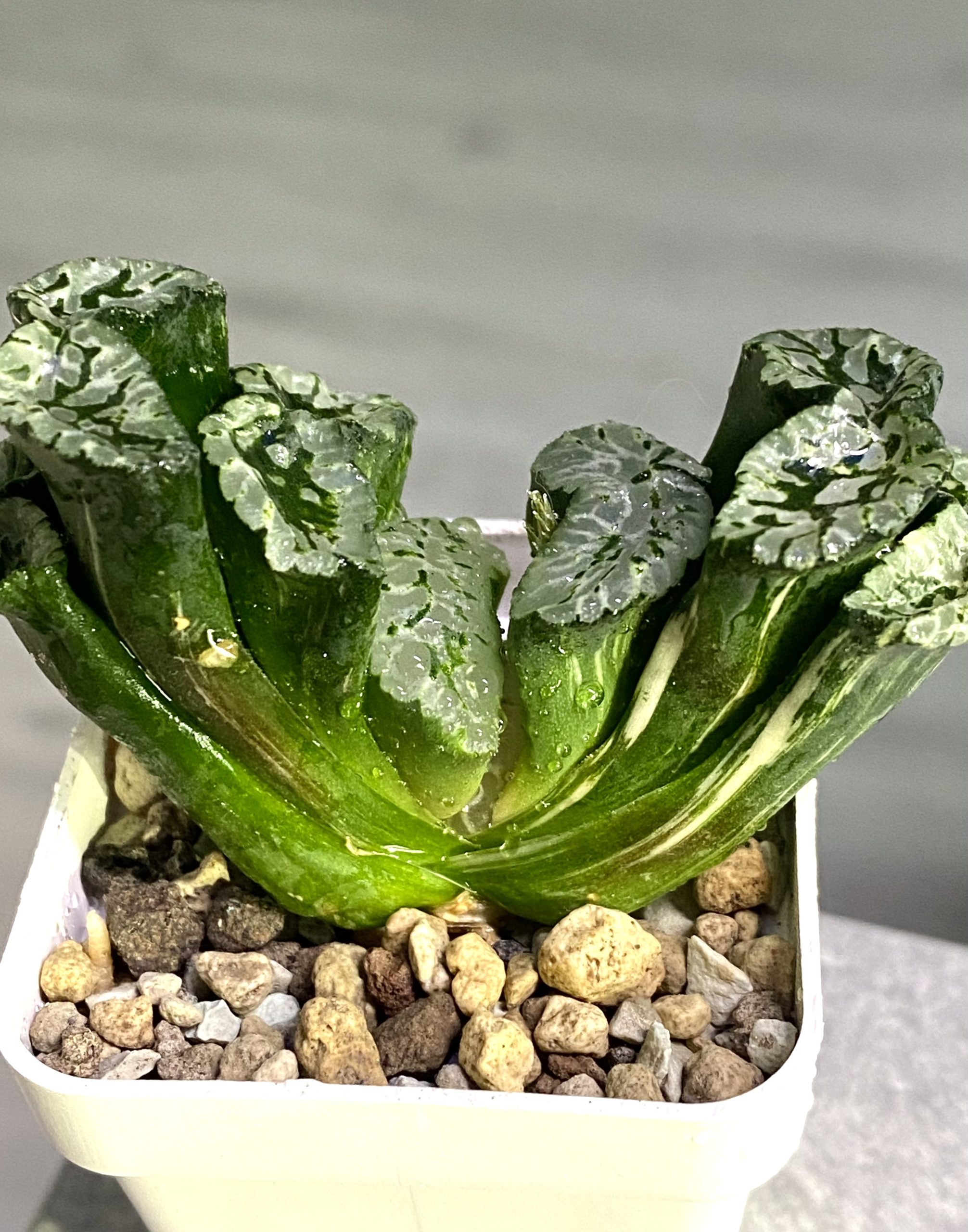Haworthia truncata cv. Genbu f. variegata