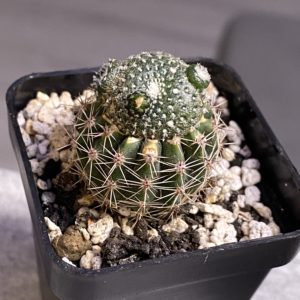 Blossfeldia liliputana