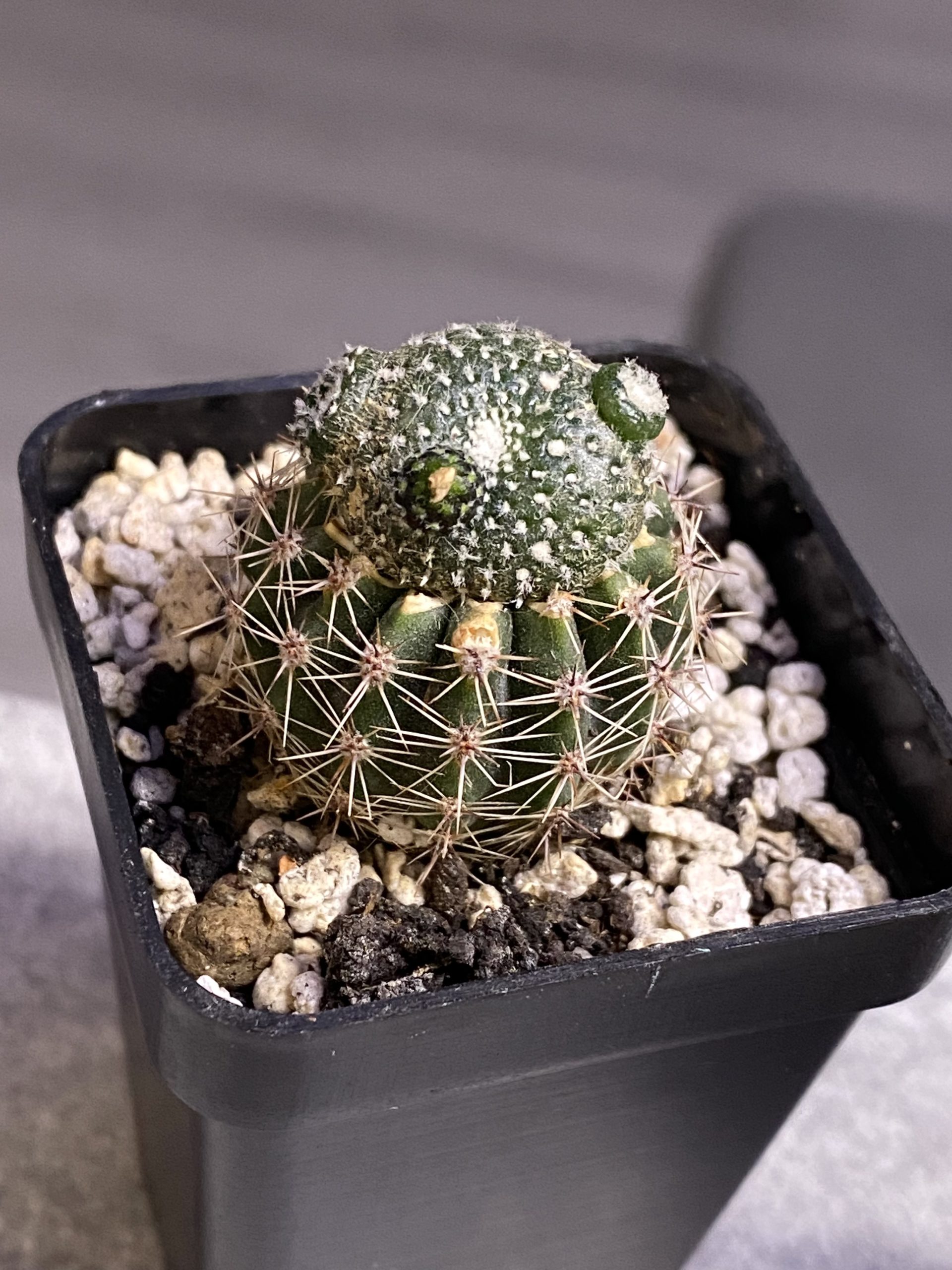 Blossfeldia liliputana
