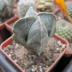 Astrophytum  guadricostatum
