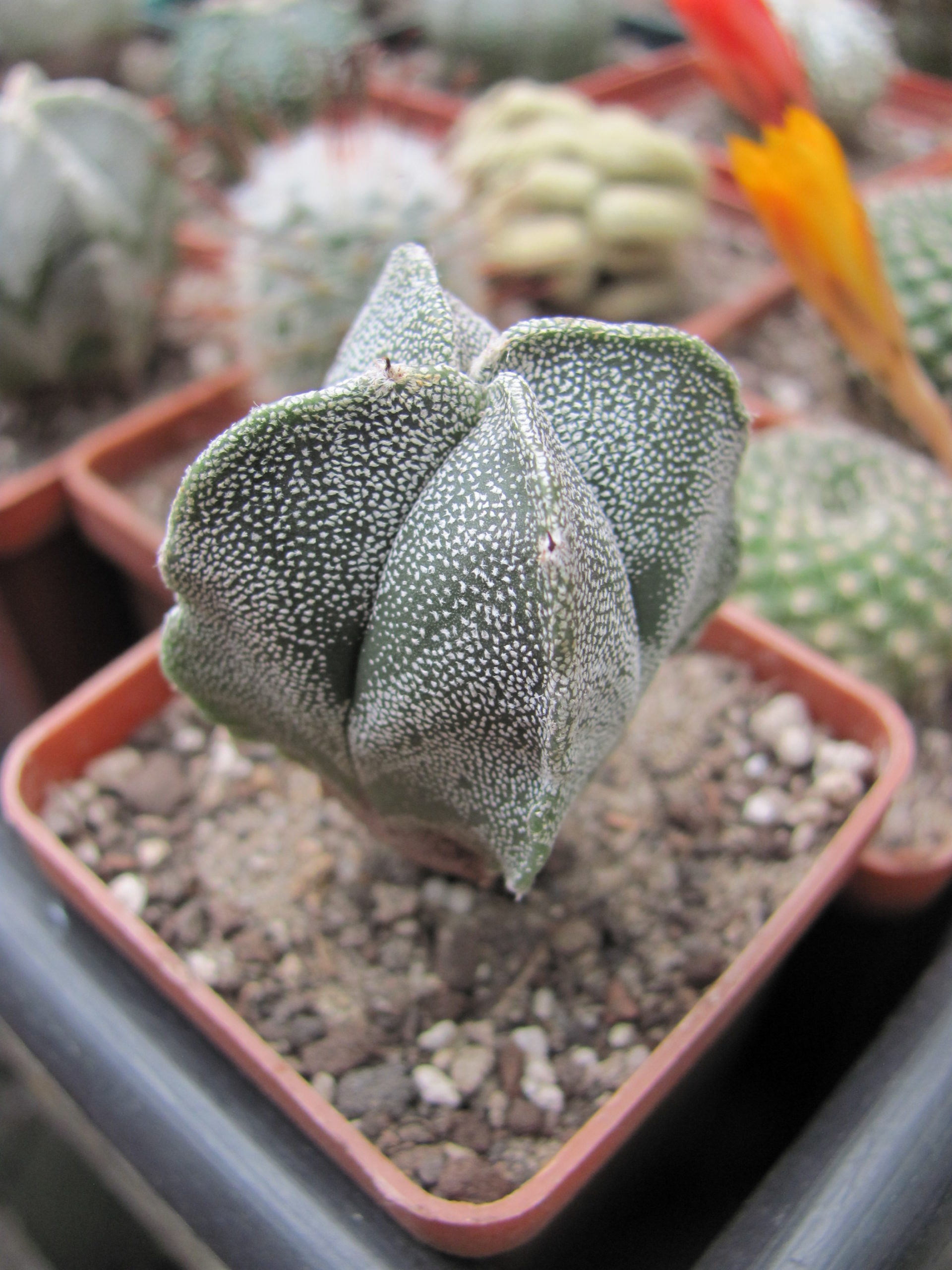 Astrophytum  guadricostatum