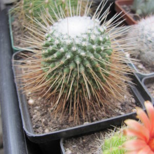 Mammillaria un Pico
